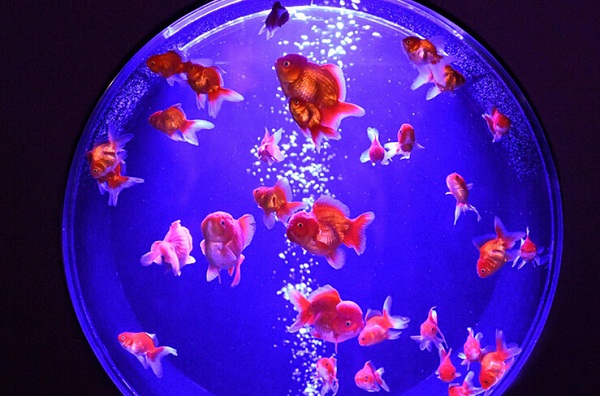8000金魚(yú)夢(mèng)幻亮相日本辦水族館展覽(圖1) 按此在新窗口瀏覽圖片