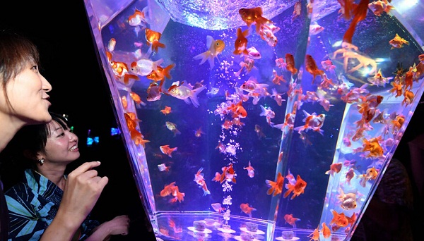 8000金魚(yú)夢(mèng)幻亮相日本辦水族館展覽(圖3) 按此在新窗口瀏覽圖片